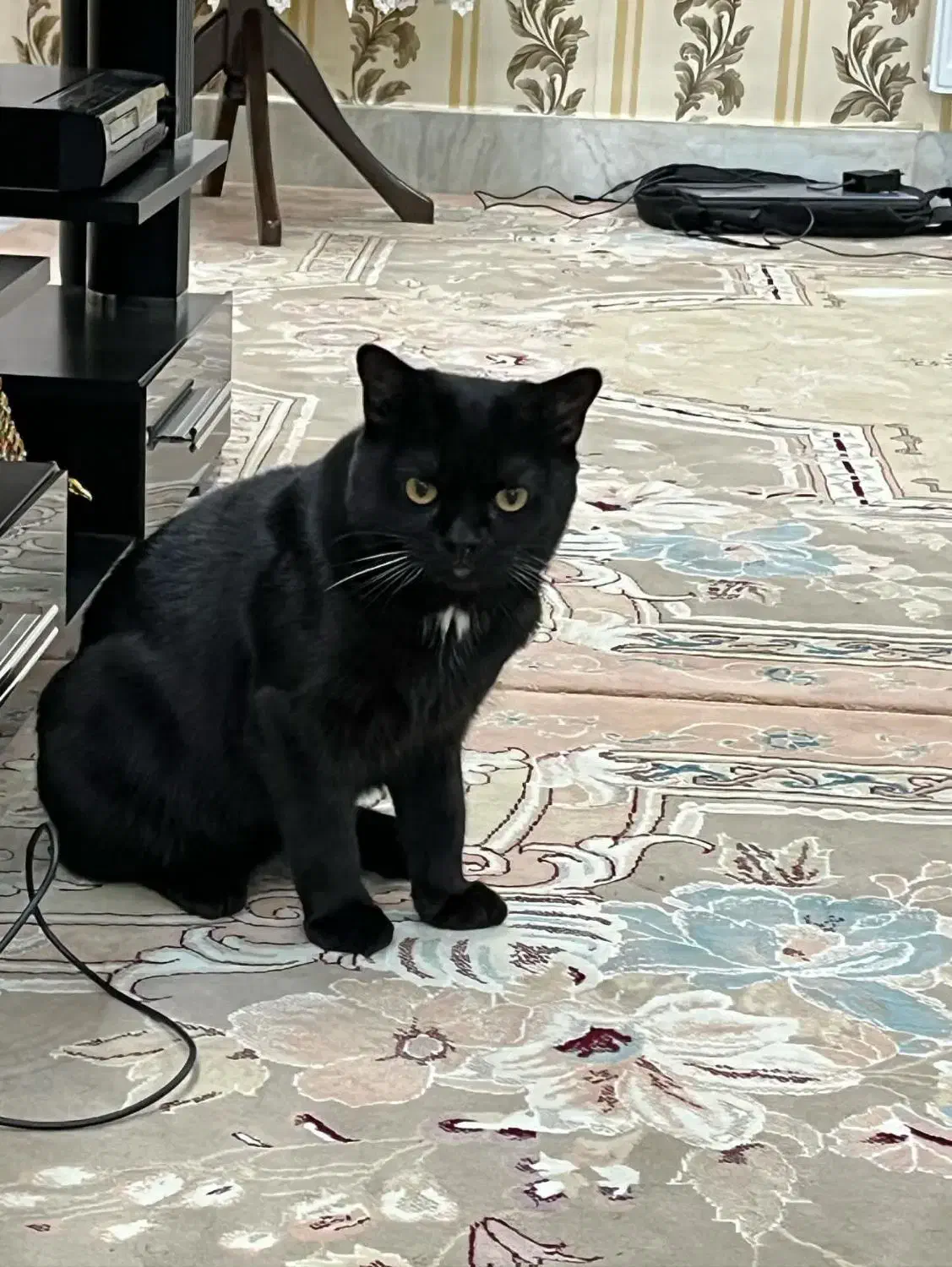 واگذاری گربه نر ترکیب بریتیش هیمالین|گربه|اردبیل, |دیوار