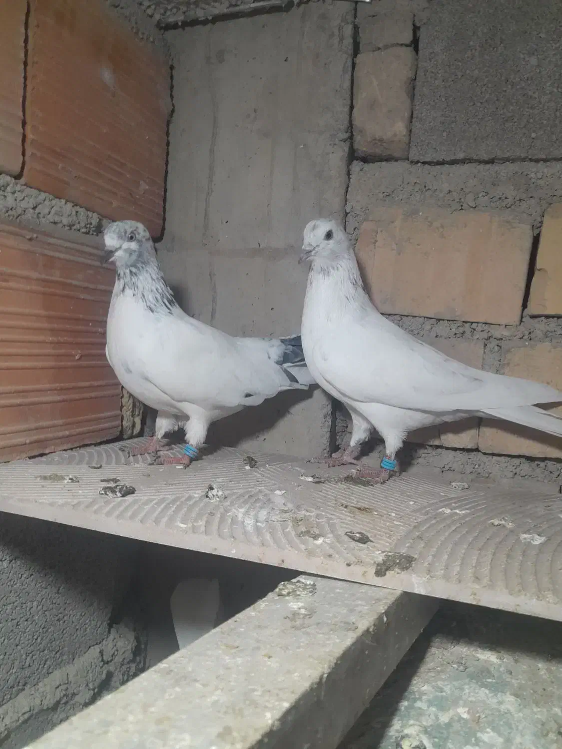 کبوتر|پرنده|مینودشت, |دیوار