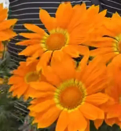 سوئیت اجاره ای|اجارهٔ کوتاه‌مدت آپارتمان و سوئیت|محلات, |دیوار