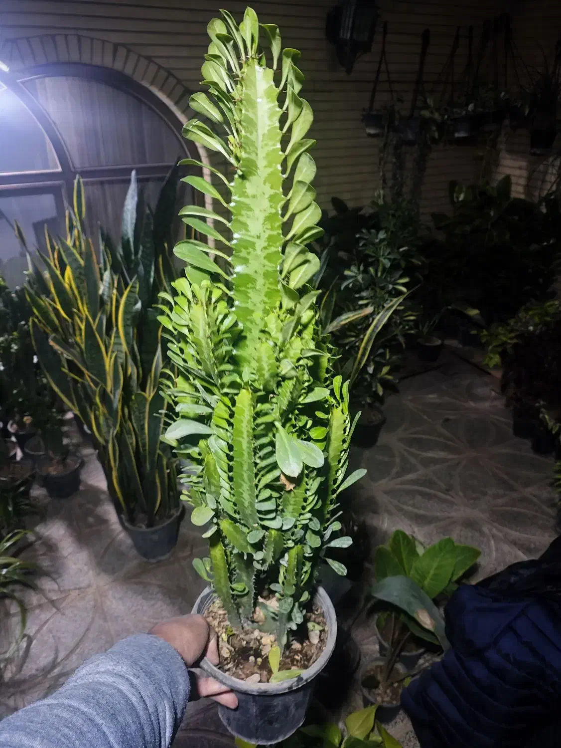 افوربیا ۴۰|گل و گیاه طبیعی|اصفهان, شاه پسند|دیوار