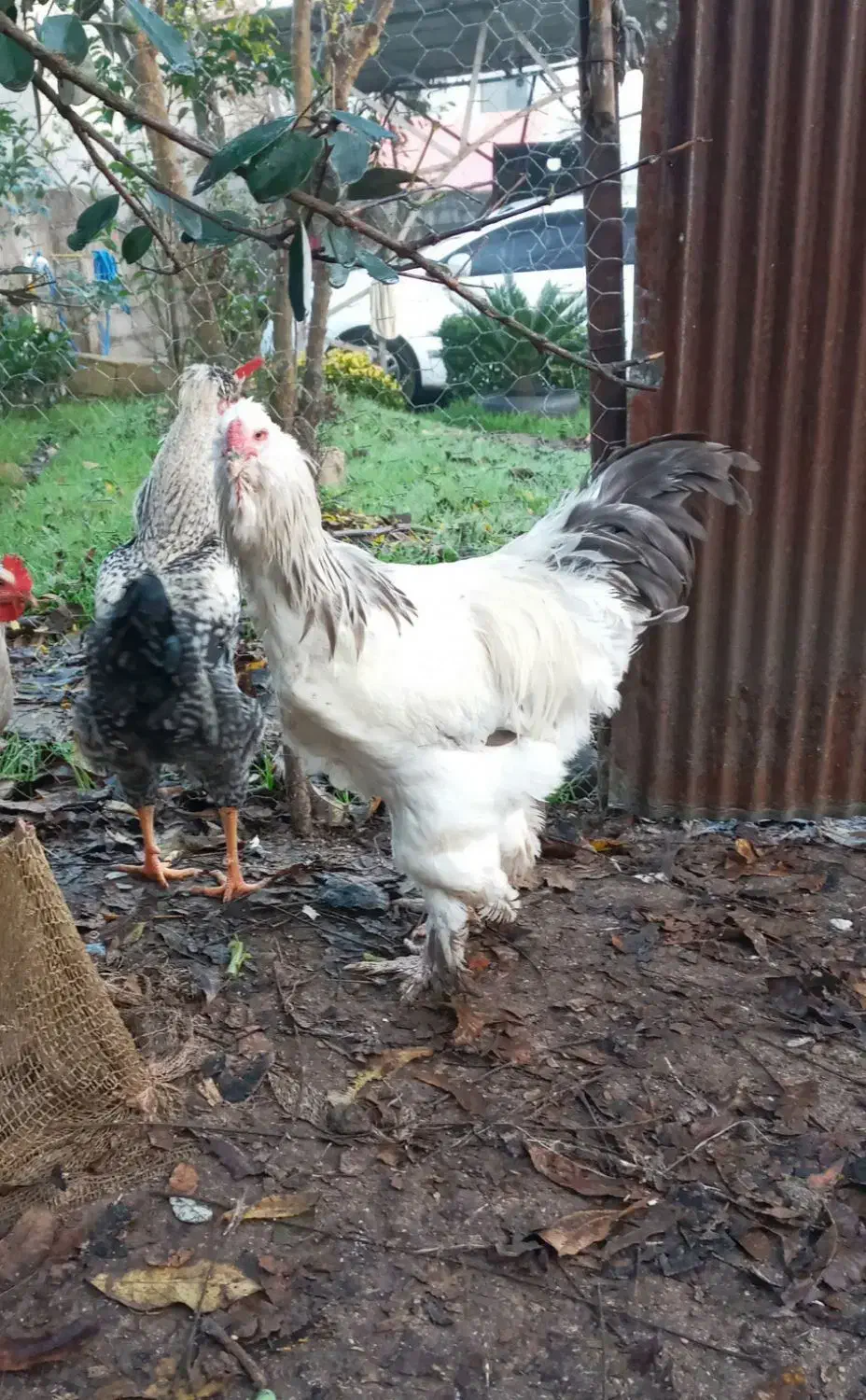 خروس پاپری نژاد برهما|حیوانات مزرعه|رانکوه, |دیوار