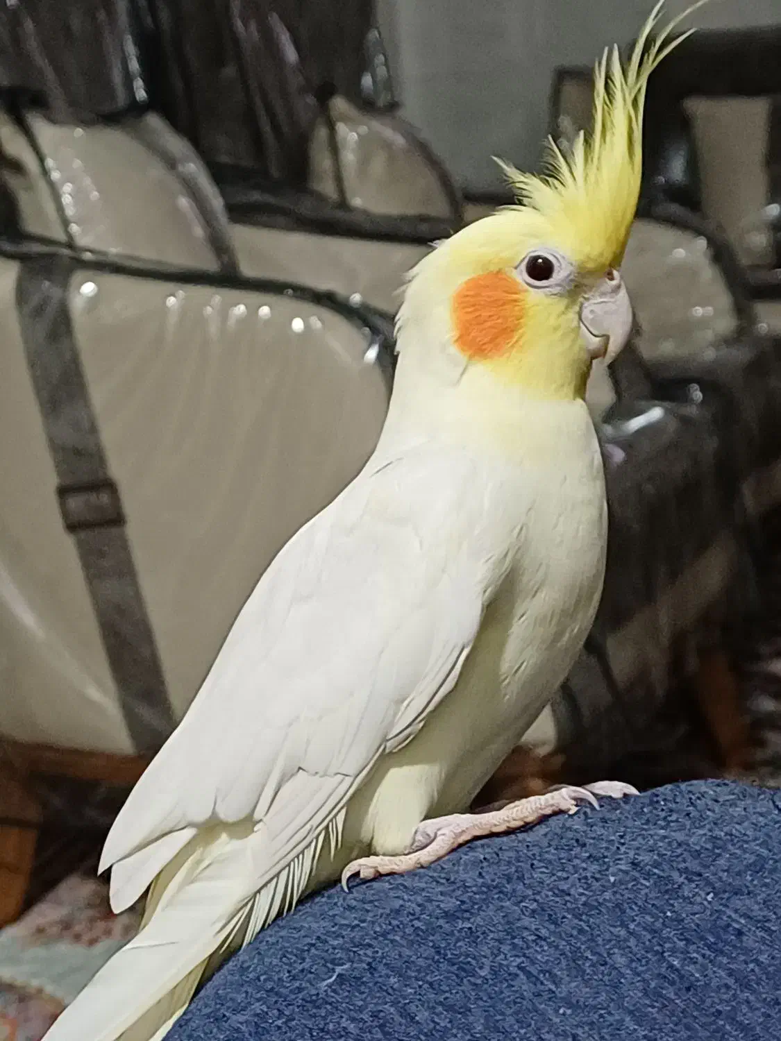 عروس هلندی|پرنده|بندرعباس, |دیوار