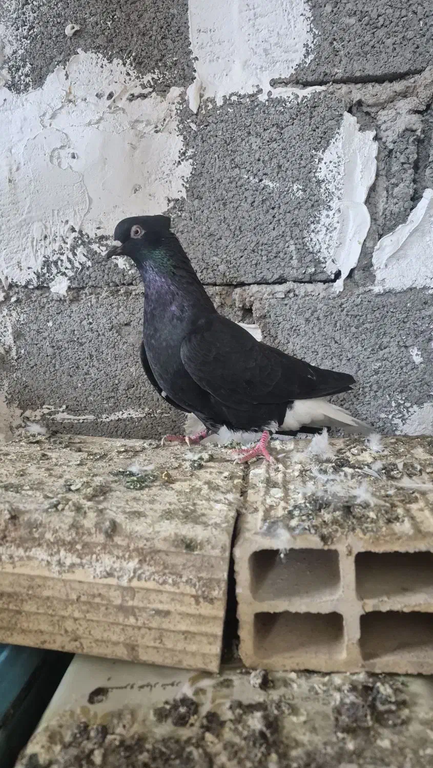 کبوتر|پرنده|رشت, یخسازی|دیوار