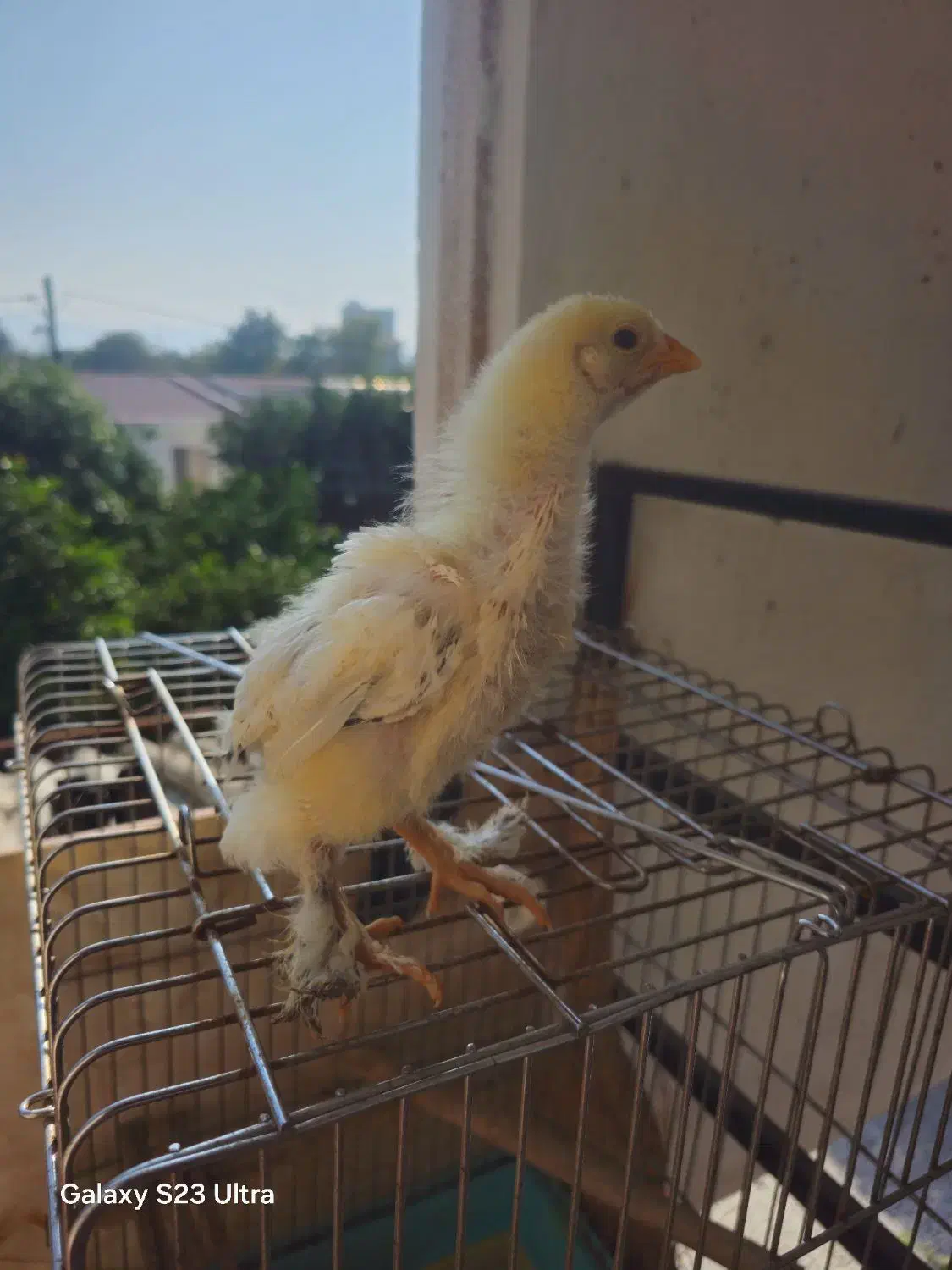 جوجه برهما لایت|حیوانات مزرعه|خرمآباد (تنکابن), |دیوار