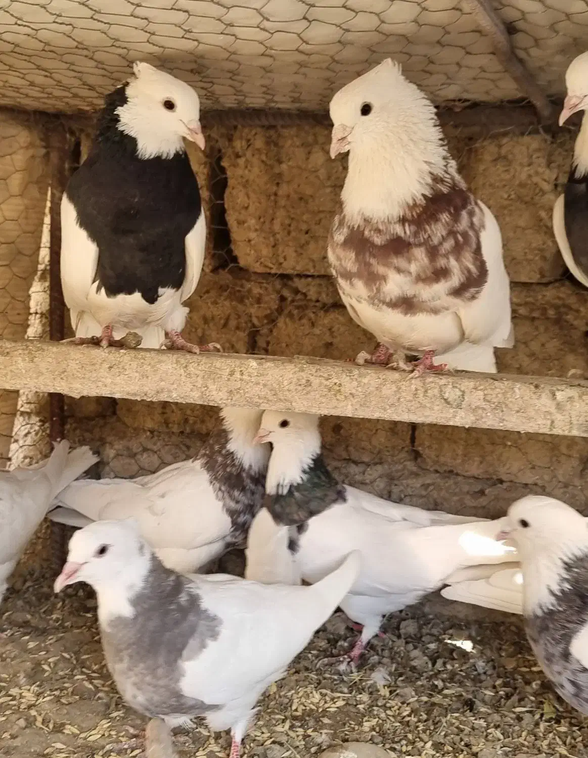 طوقی|پرنده|مبارکه, |دیوار