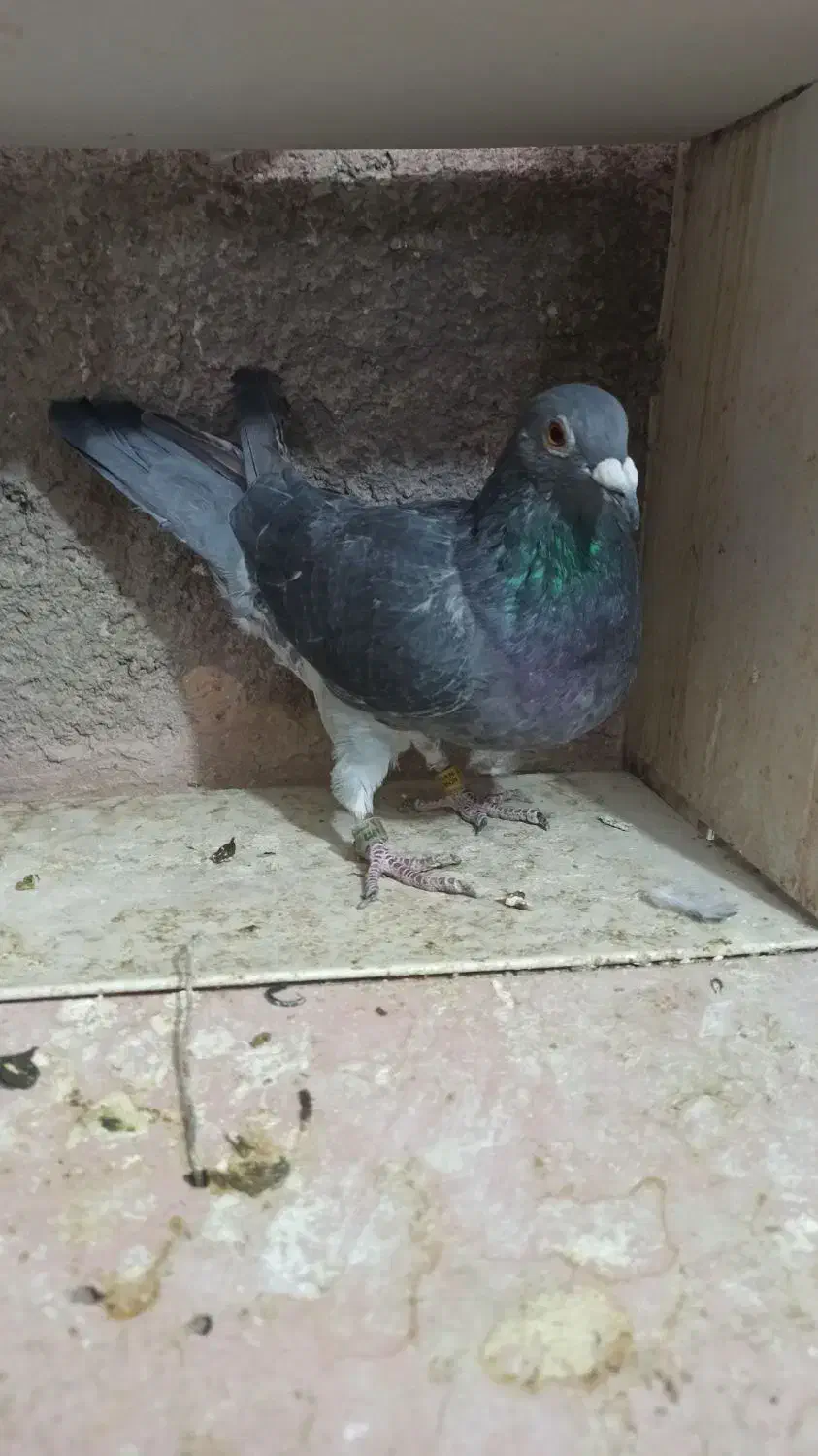 دو عدد نر|پرنده|خرم‌آباد, |دیوار