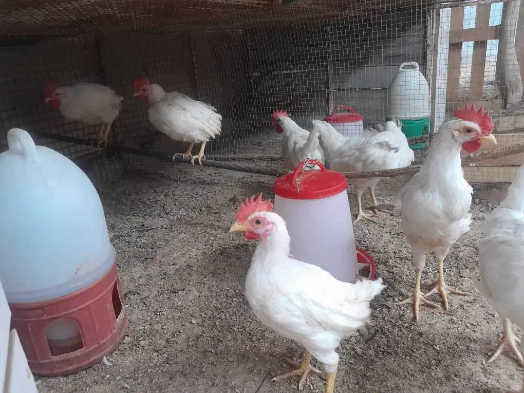 خروس|حیوانات مزرعه|درگهان, |دیوار