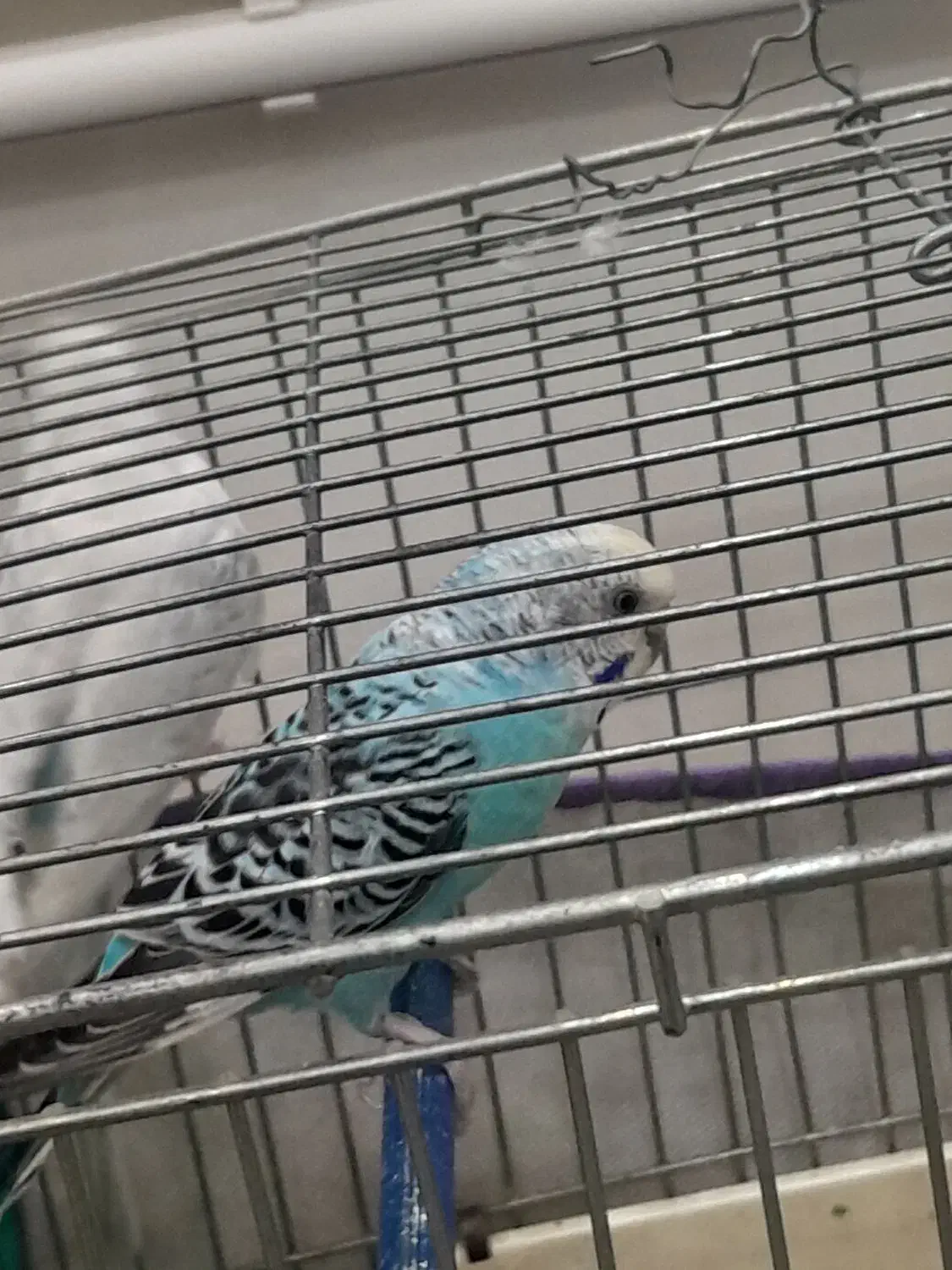 مرغ عشق|پرنده|شاهین دژ, |دیوار