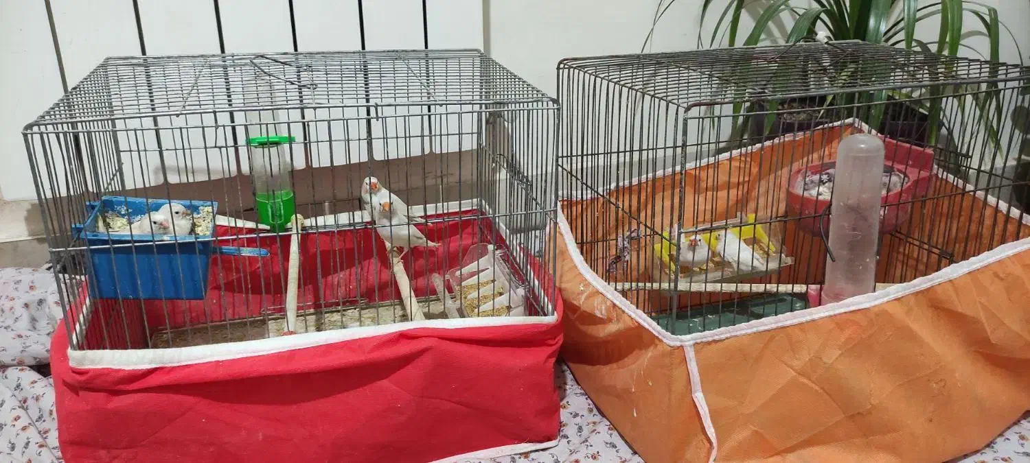 ۶ عدد فنچ  و چهار تخم همراه با دو قفس و وسایل|پرنده|کرمانشاه, |دیوار