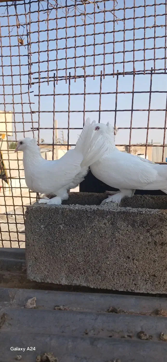 جفت دم چتری|پرنده|شیراز, شیخ علی چوپان|دیوار