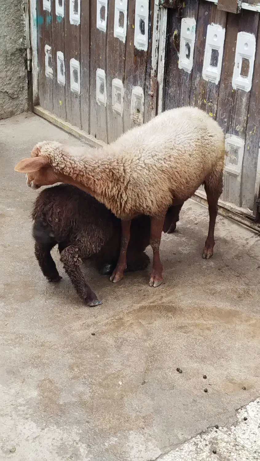 گوسفند بره دار وبزو بزغاله|حیوانات مزرعه|گرگان, |دیوار