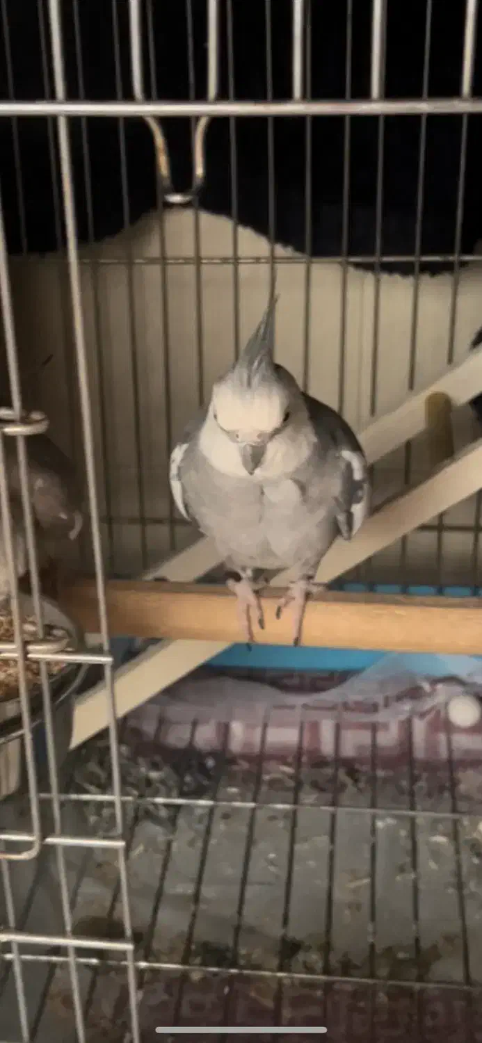 عروس هلندی|پرنده|سلمان‌شهر, |دیوار