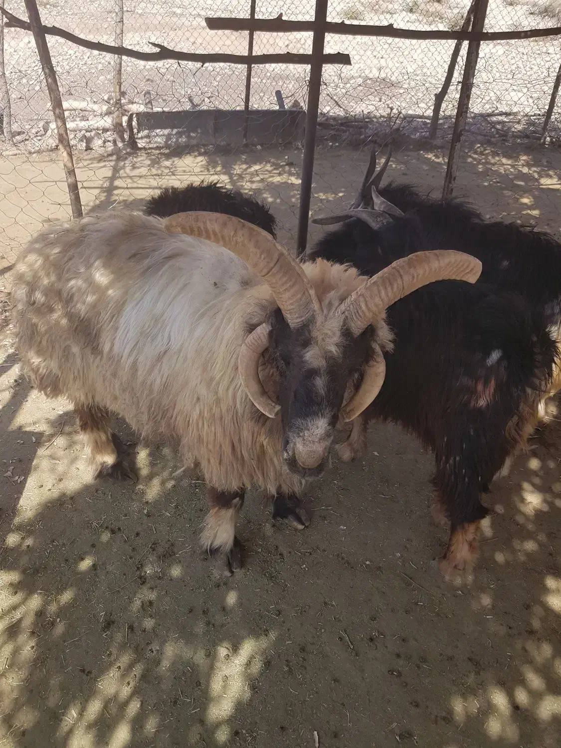 خرید فروش کهره وبز|حیوانات مزرعه|دوگنبدان, |دیوار