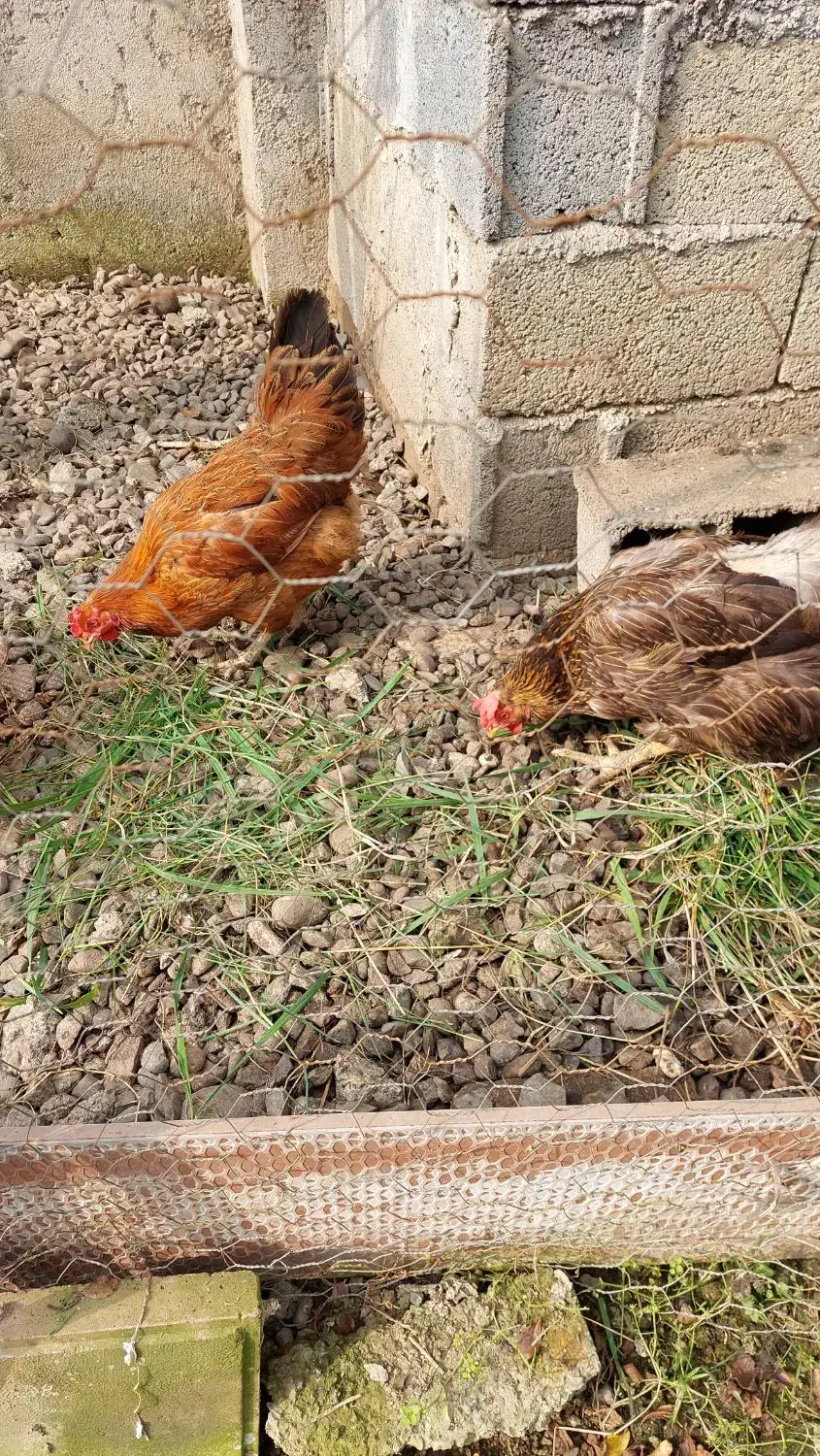 چهار مرغ ویک خروس|حیوانات مزرعه|آستانه اشرفیه, |دیوار