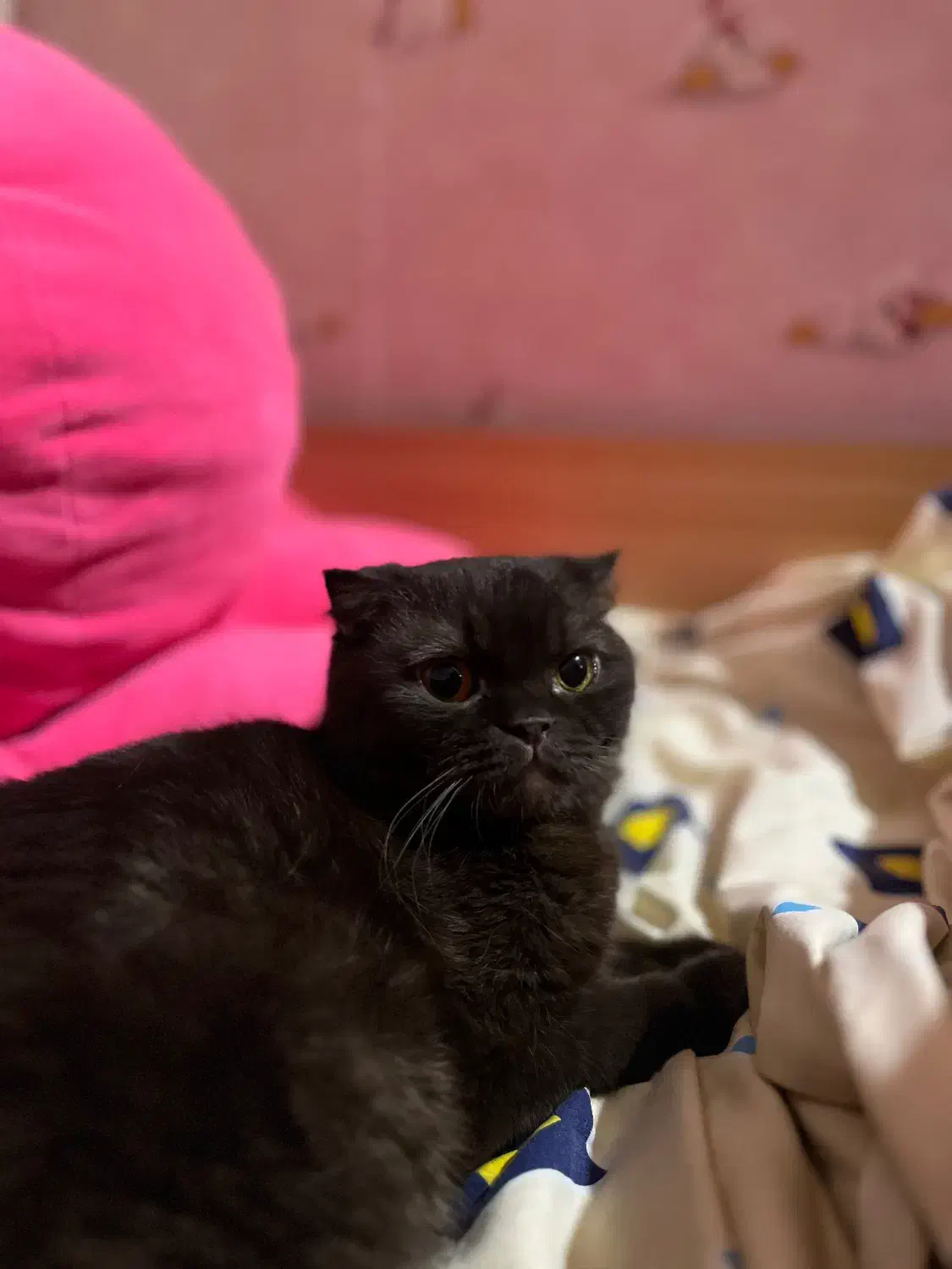 گربه اسکاتیش|گربه|کرمانشاه, |دیوار