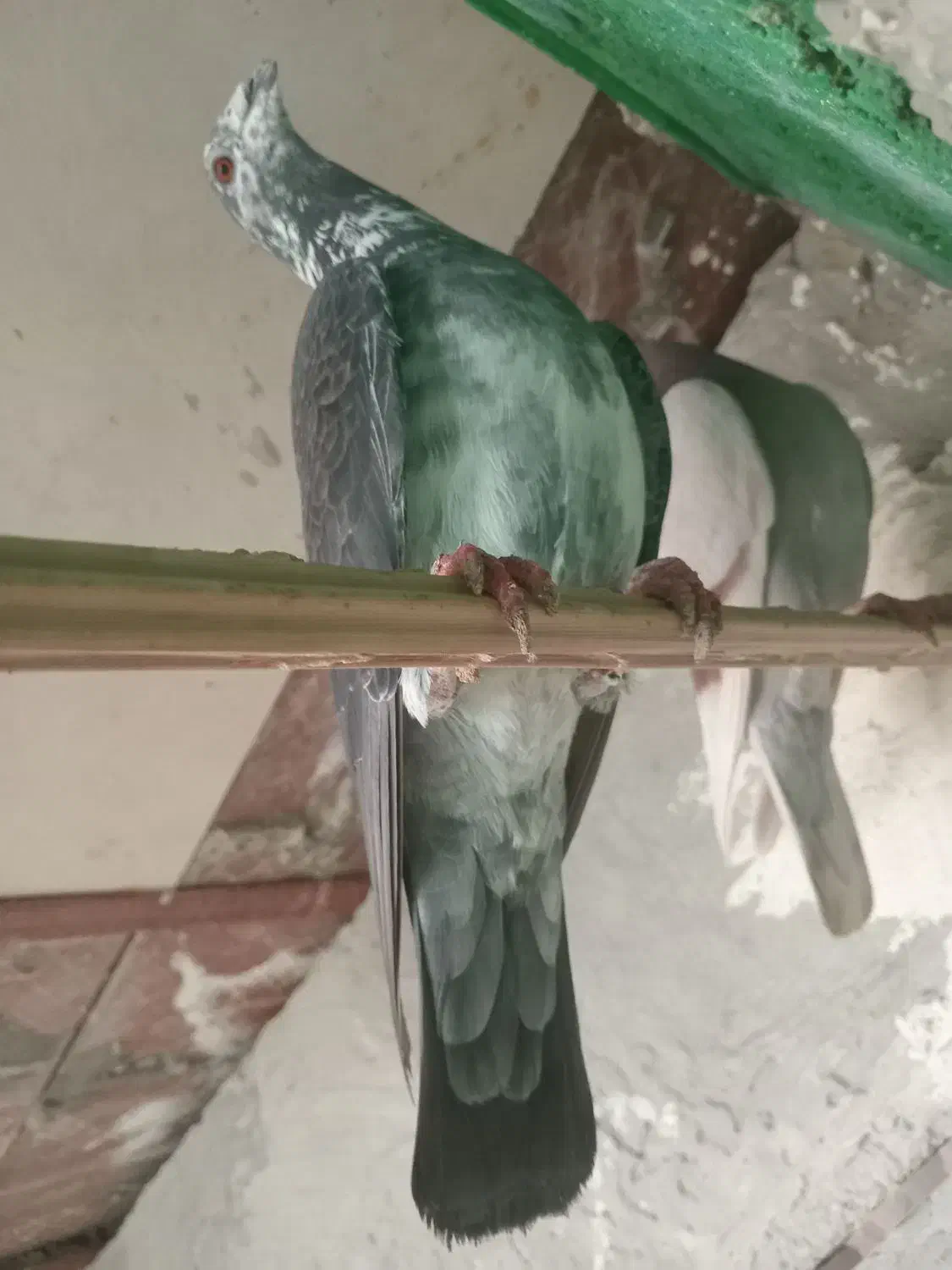 پرنده|پرنده|برازجان, |دیوار