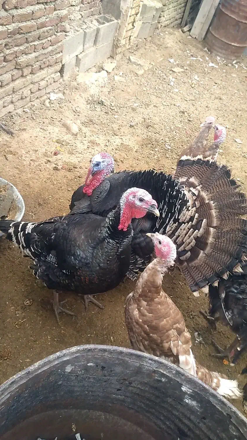 بوقلمون|حیوانات مزرعه|شاهین دژ, |دیوار