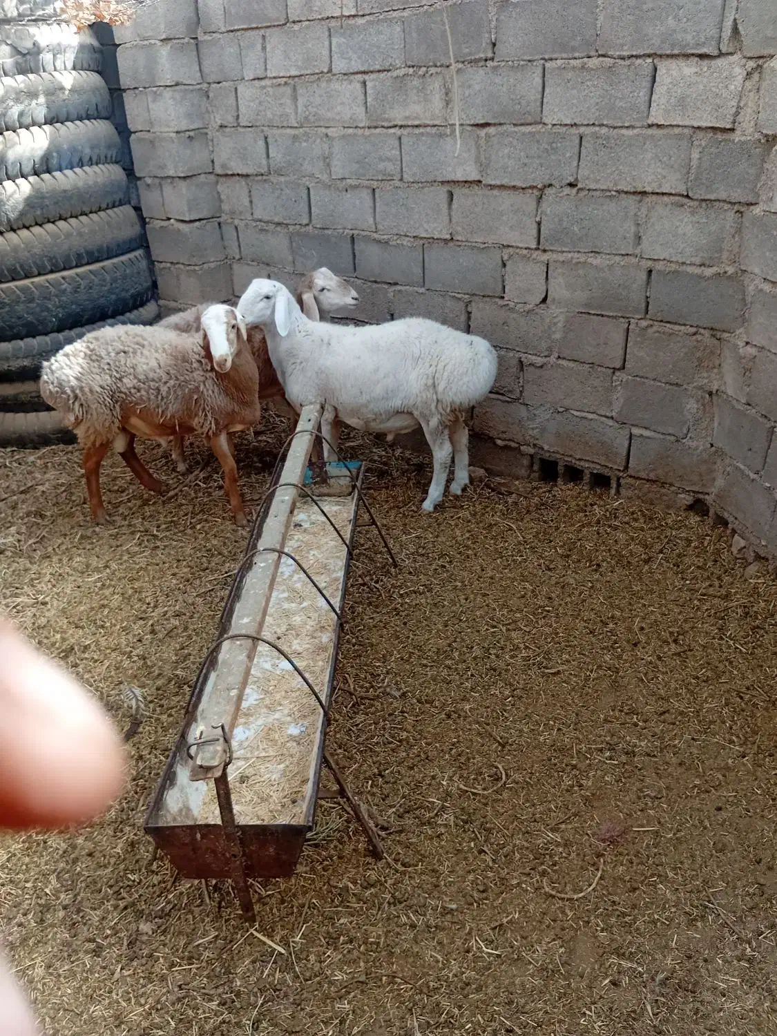 بره فروشی|حیوانات مزرعه|زیرکوه, |دیوار