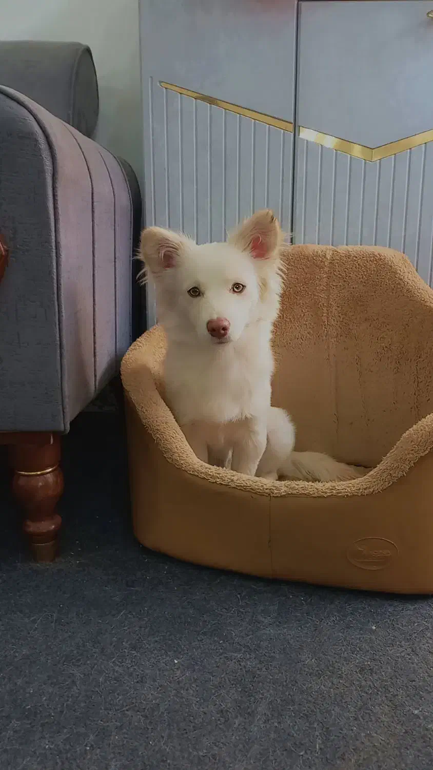 سگ خانگی تربیت شده|حیوانات|نهاوند, |دیوار