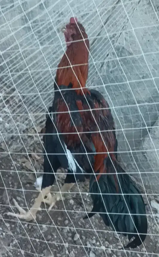 خروس لاری|حیوانات مزرعه|قزوین, |دیوار