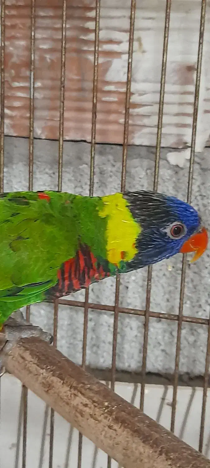 طوطی لری نر|پرنده|سلمان‌شهر, |دیوار