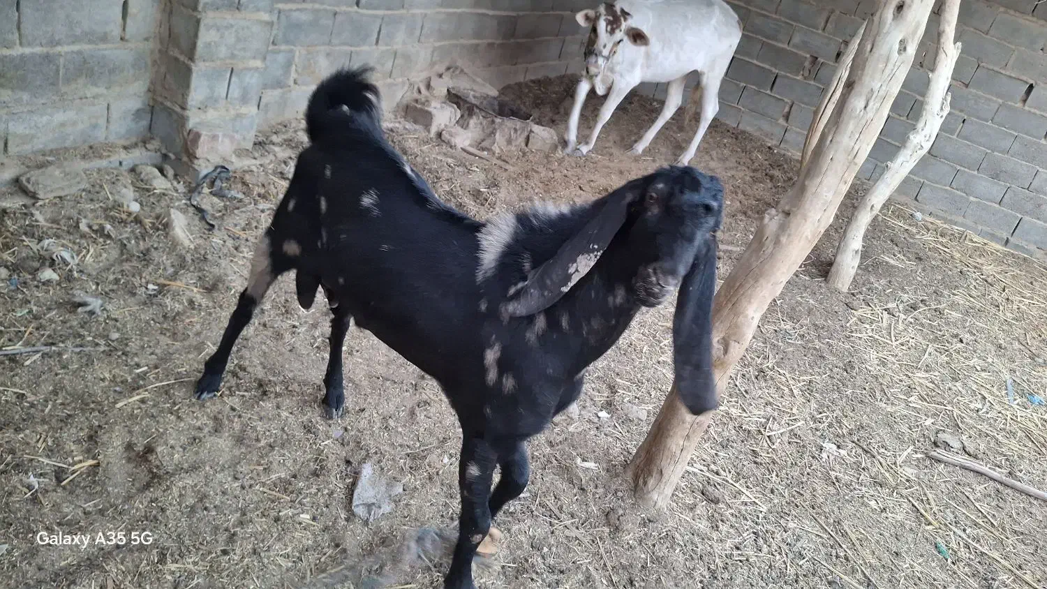 مری اصل|حیوانات مزرعه|هیرمند, |دیوار