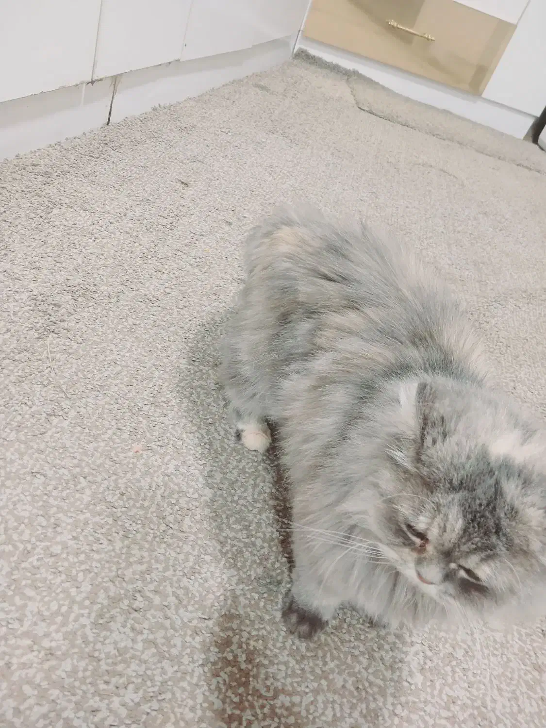 گربه پرشیین خوشگل|گربه|خرمشهر, |دیوار