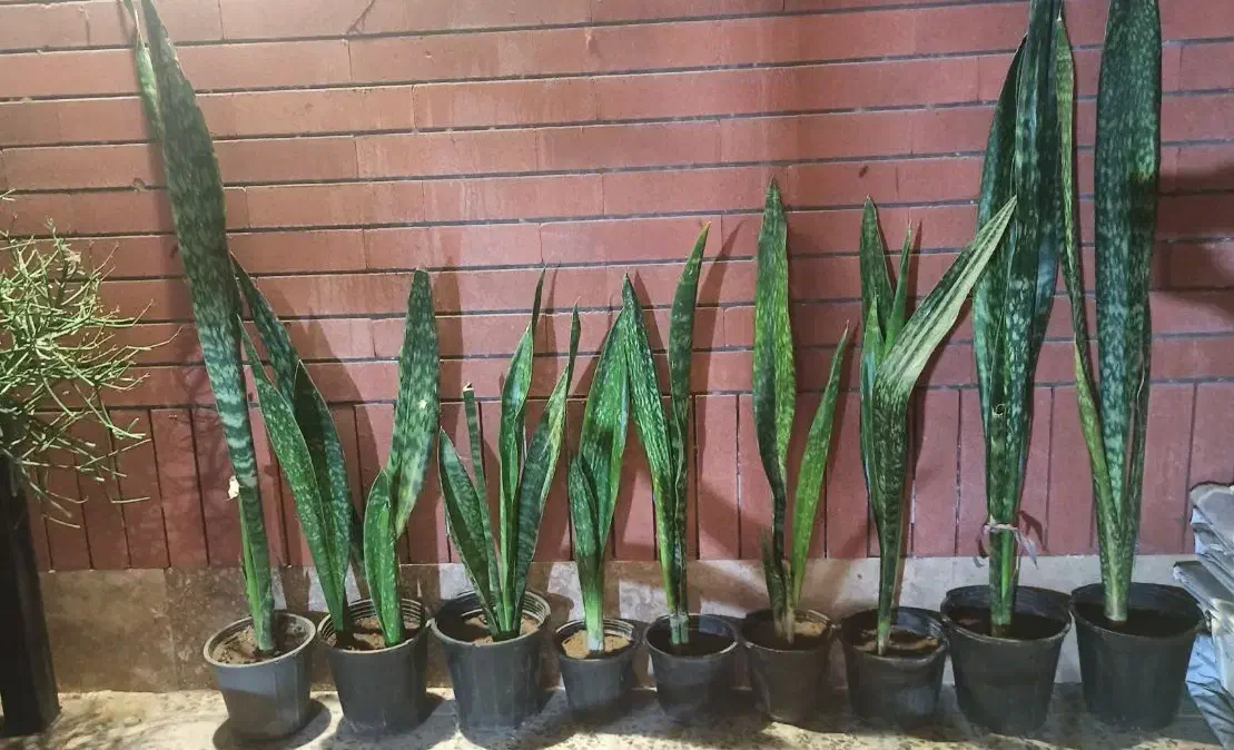 سانسوریاپوست ماری‌گلدانی فقط(۱۳۰ تومان - ۹۰تومان‌)|گل و گیاه طبیعی|چابهار, |دیوار