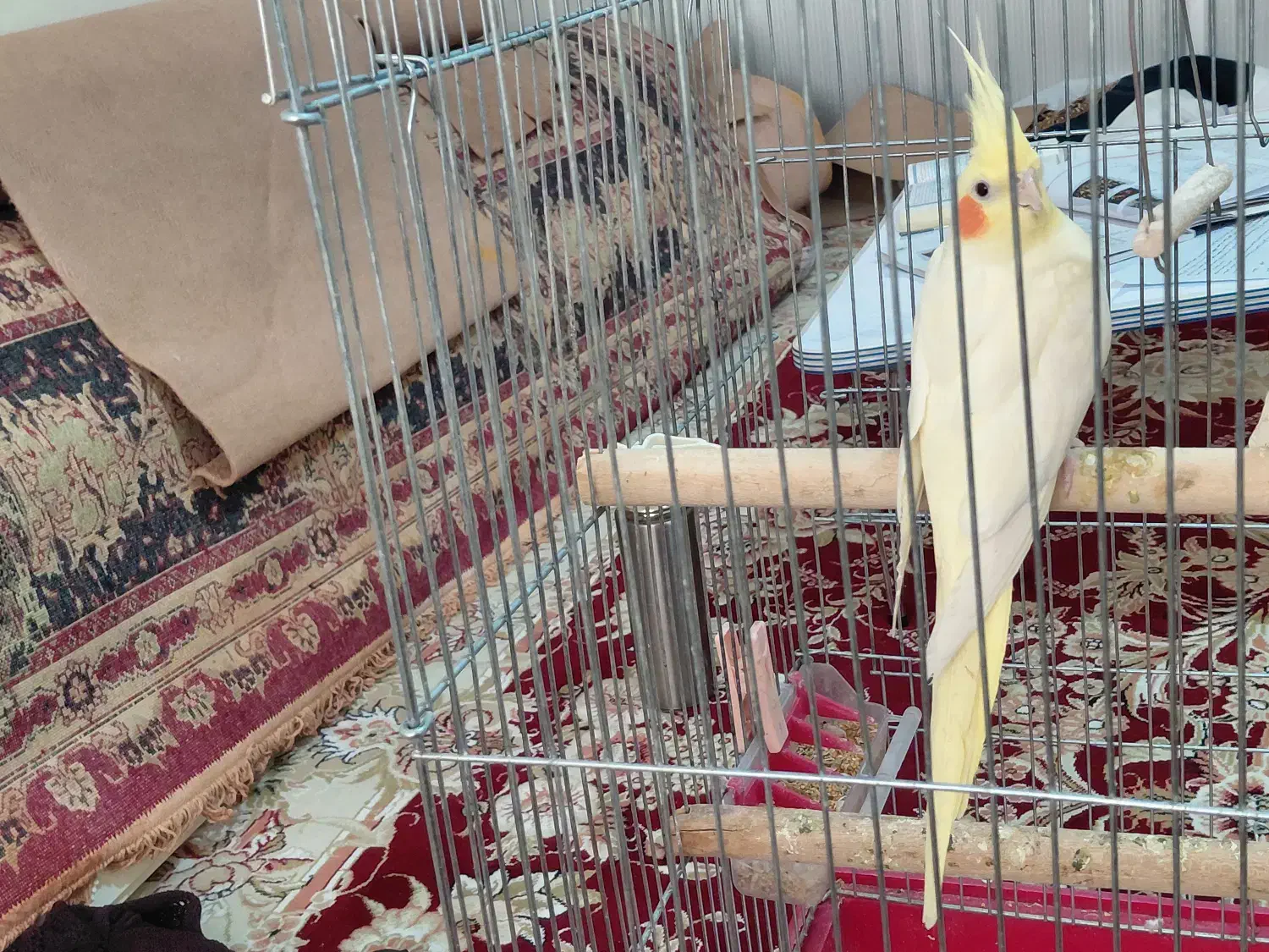 فروش فوری تخم نطفه دار عروس هلندی|پرنده|شیراز, کلاهدوز|دیوار