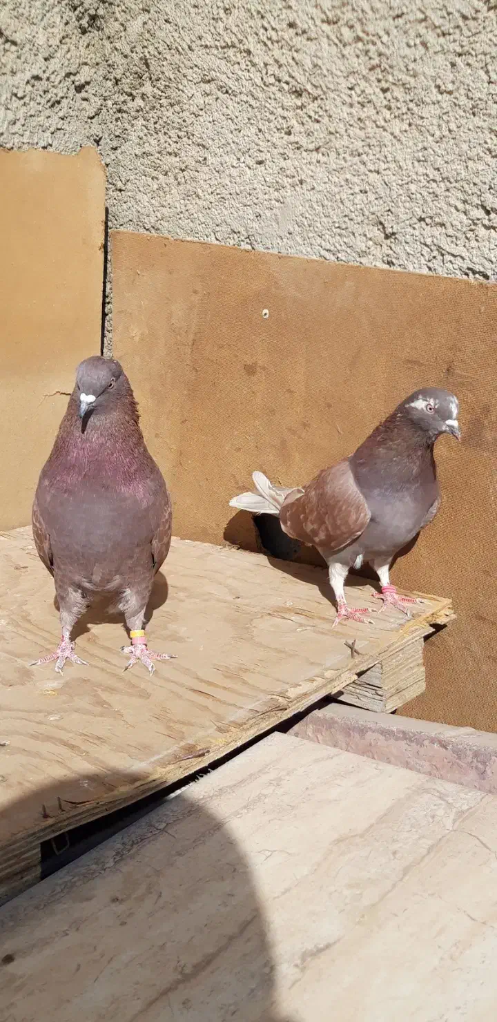 ۴طوق کبوتر اصیل یکجای ۱۵۰۰ مقطوع|پرنده|هشتگرد, شهرک اداری|دیوار