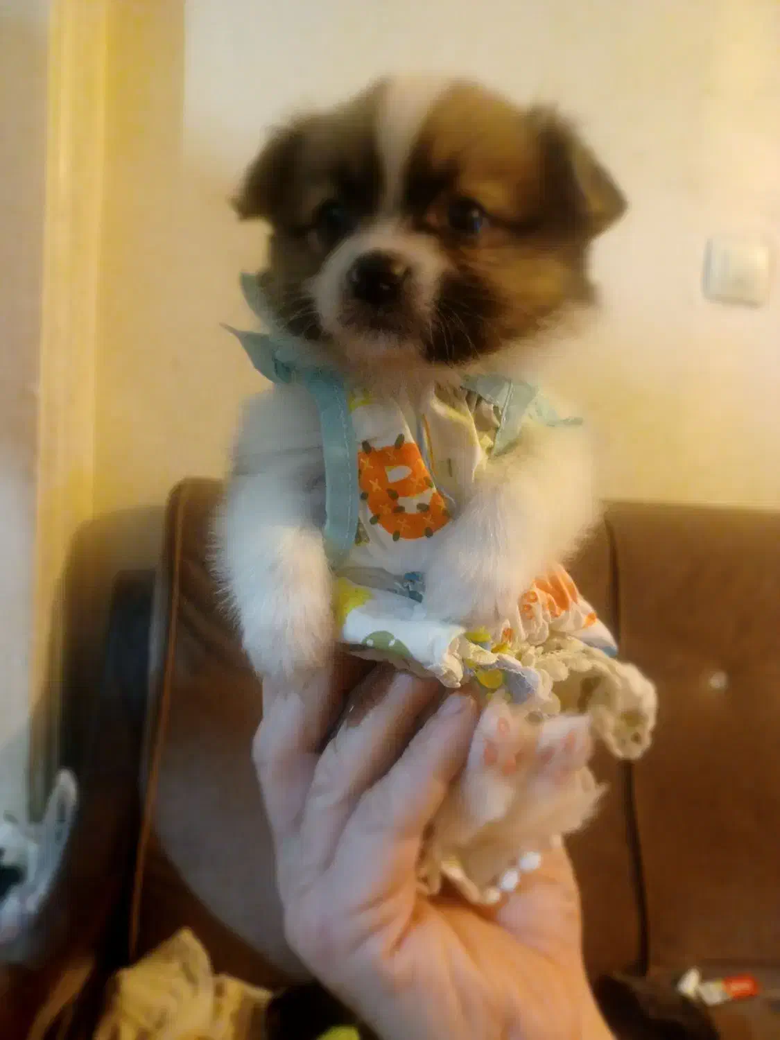 توله های پامر زیبا|سگ|محمدشهر, جعفرآباد|دیوار