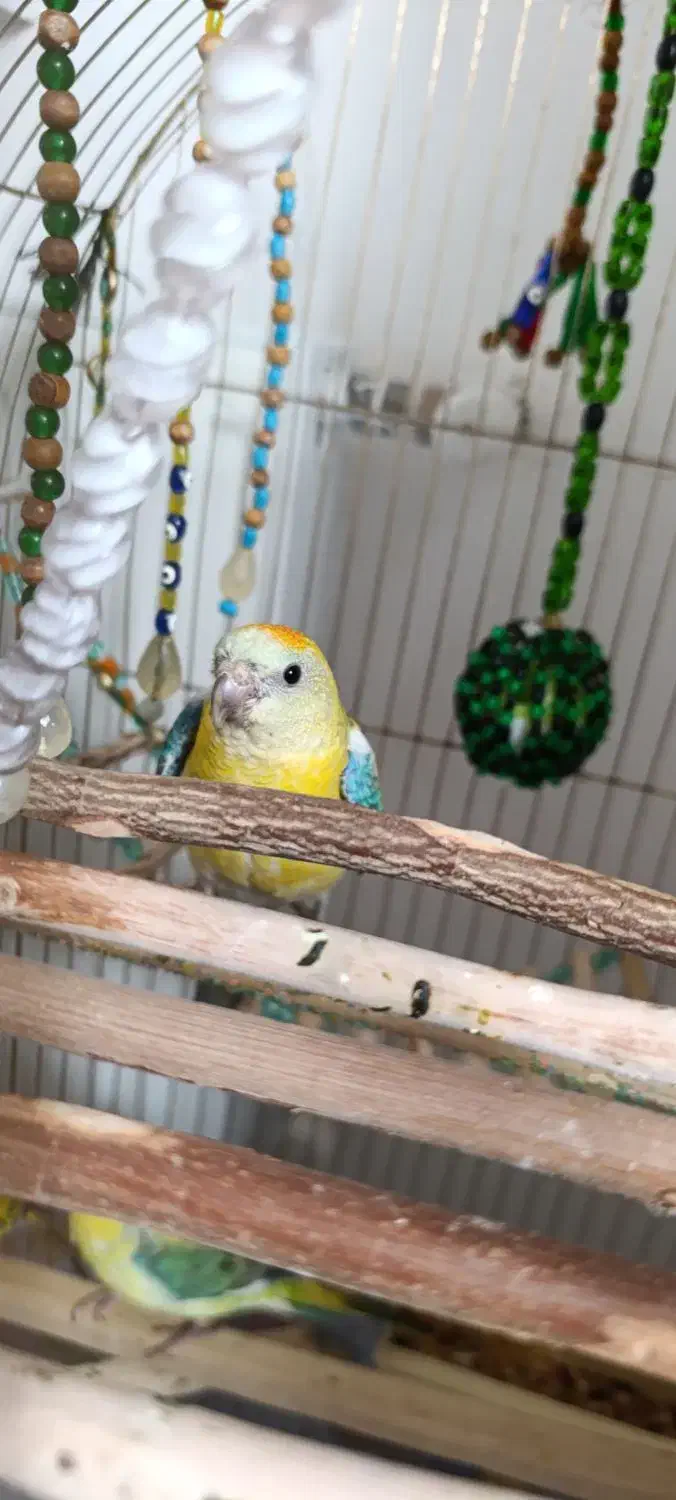 یک جفت طوطی آوازه خوان|پرنده|هشتگرد, هشتگرد قدیم|دیوار