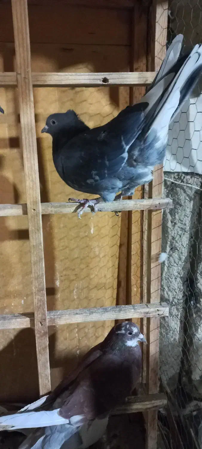 کبوتر فروشی سبز خال قرمز دو تا طوقی جوجه|پرنده|تهران, ارامنه|دیوار