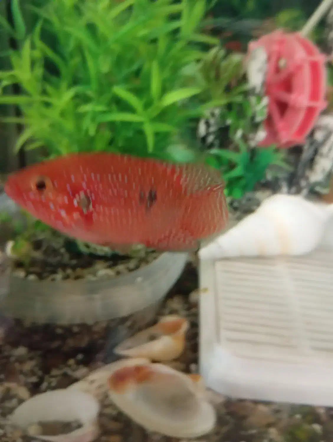 ماهی جوعل|ماهی|خمینی‌شهر, |دیوار