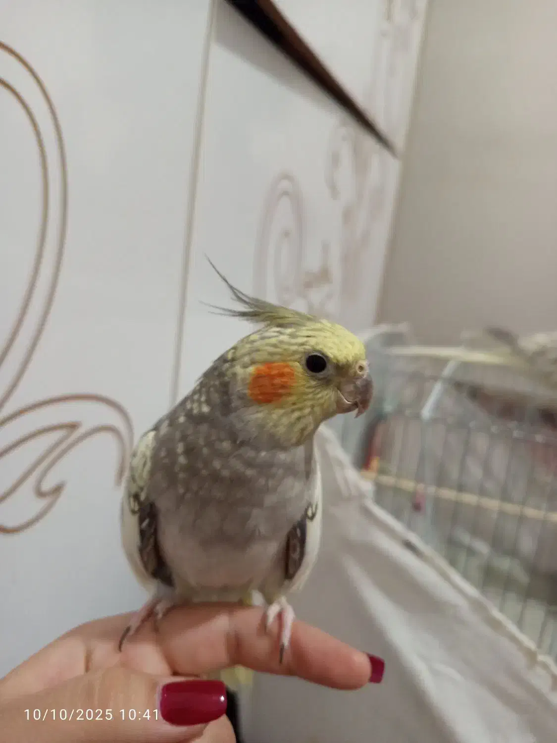 عروس گل باقالی|پرنده|سراب, |دیوار