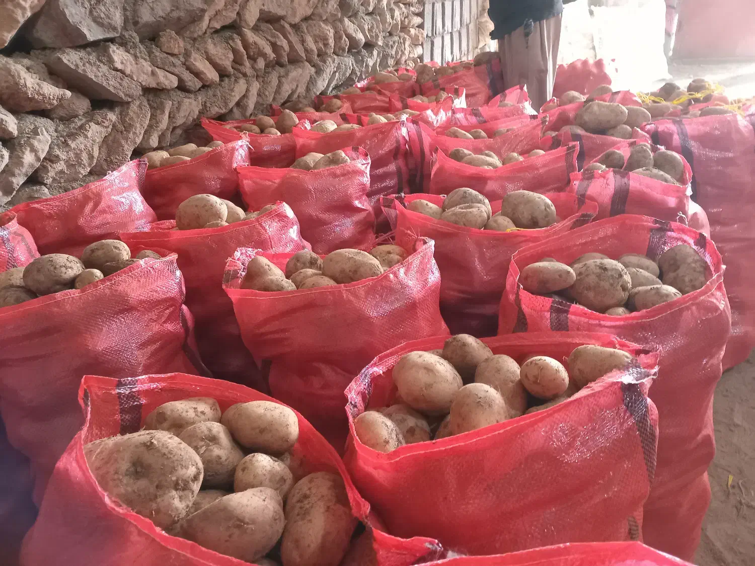 سیب زمینی|خوردنی و آشامیدنی|بلبان آباد, |دیوار