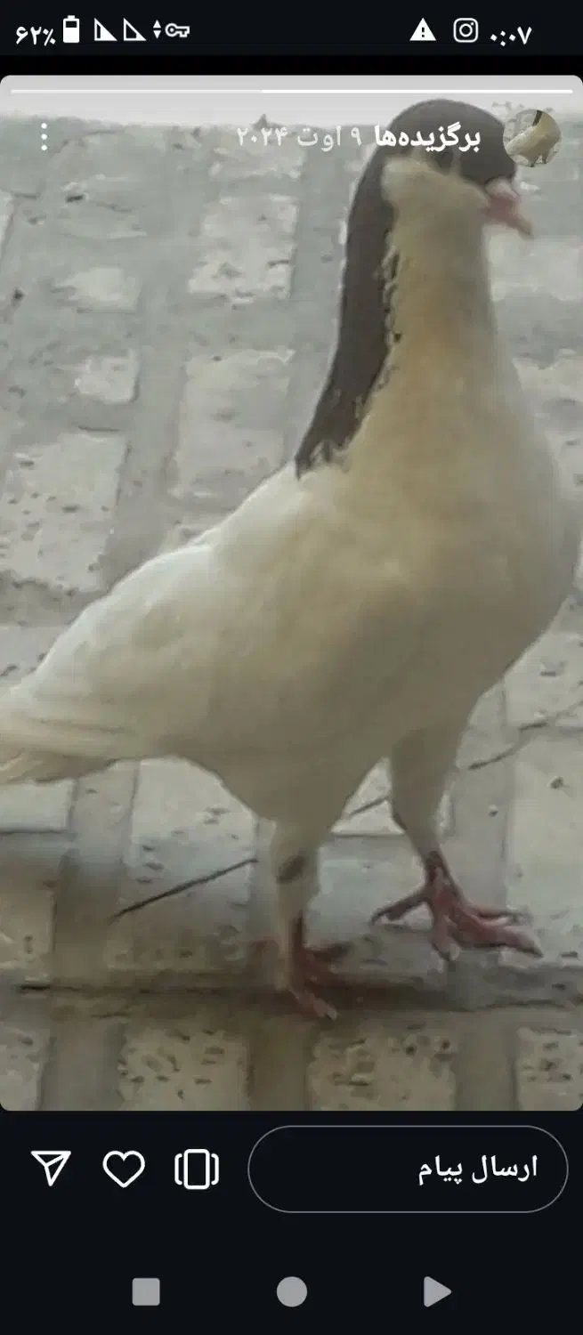 شصتی سرخ|پرنده|بشاریات, |دیوار