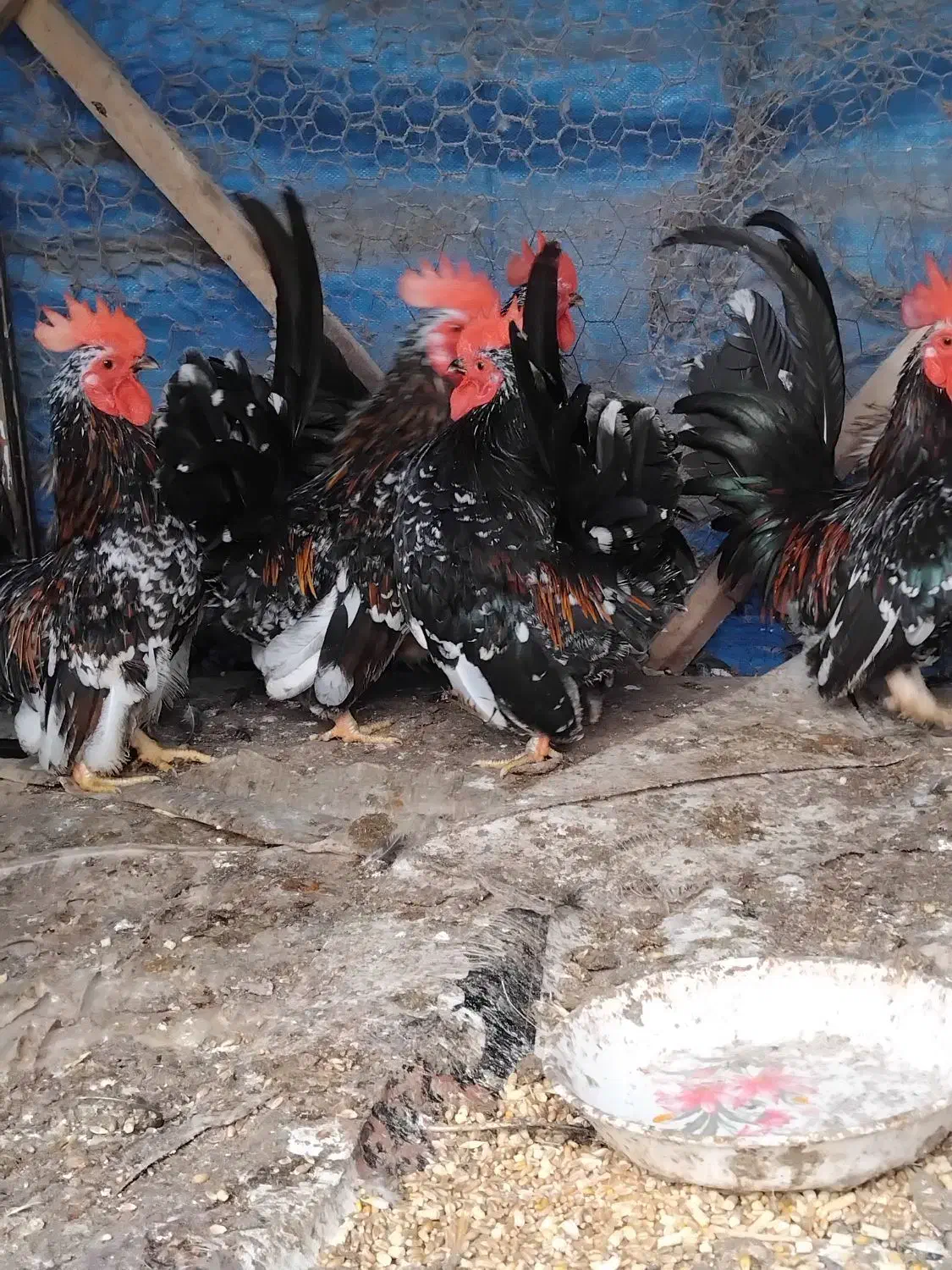 خروس جاپنیز ۳عدد|حیوانات مزرعه|حویق, |دیوار