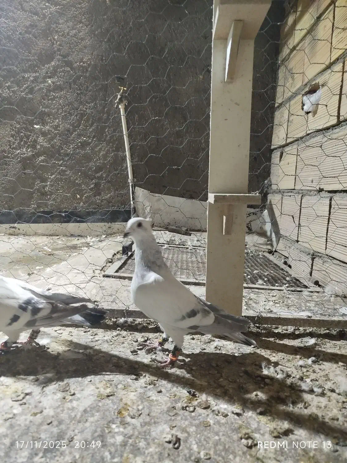 شامی کاکلی|پرنده|سبزوار, قصبه اب یمین|دیوار