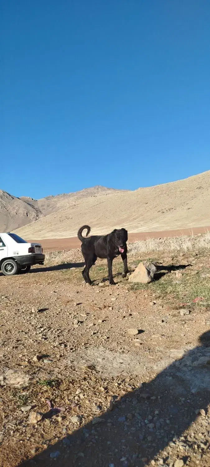 سگ سرابی|سگ|کامیاران, |دیوار