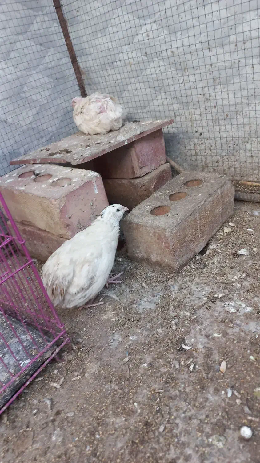 بلدرچین تخمی|حیوانات مزرعه|ایرانشهر, |دیوار