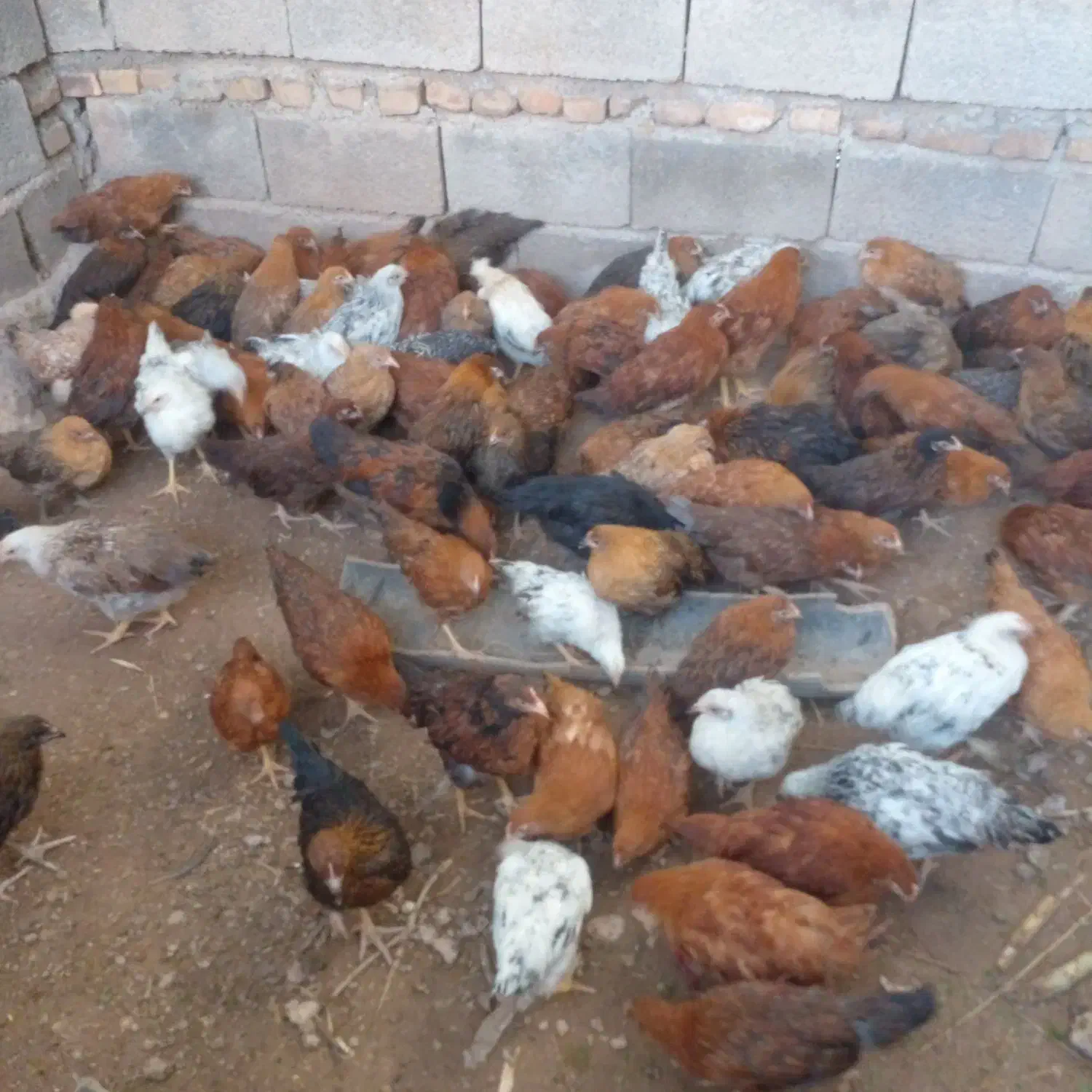 جوجه گلپایگانی|حیوانات مزرعه|دهلران, |دیوار