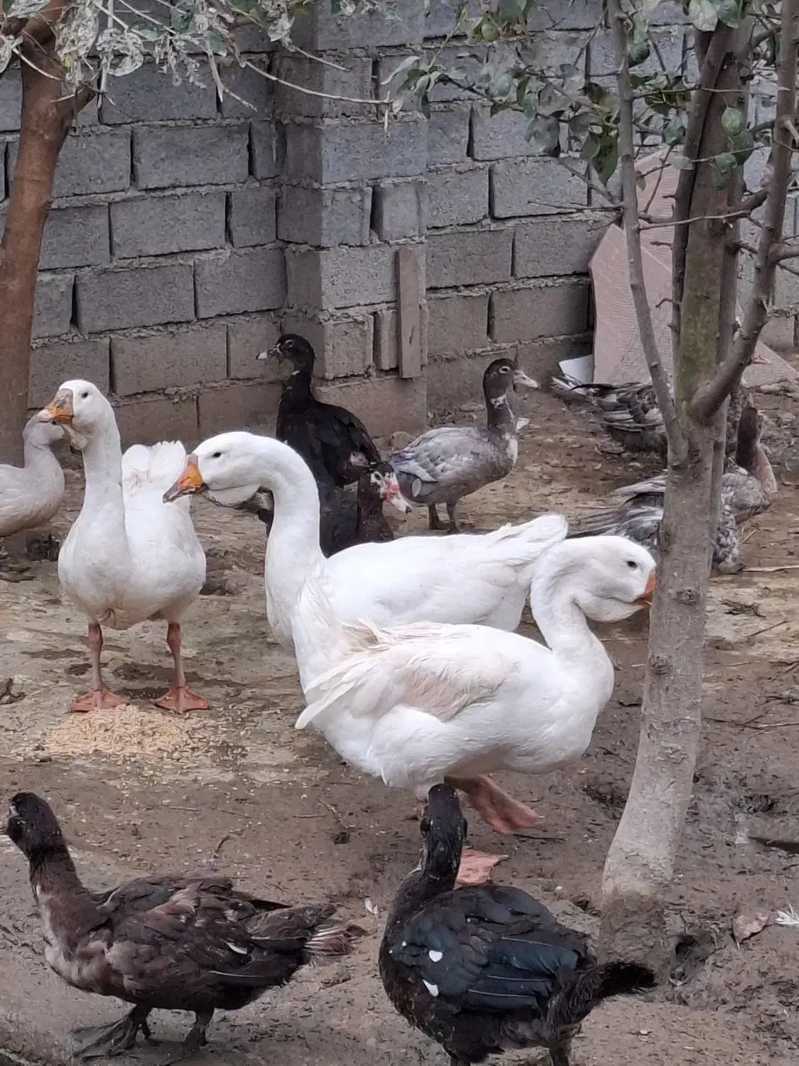 دو عدد قو غاز لیندا نر اصیل|حیوانات مزرعه|آمل, |دیوار