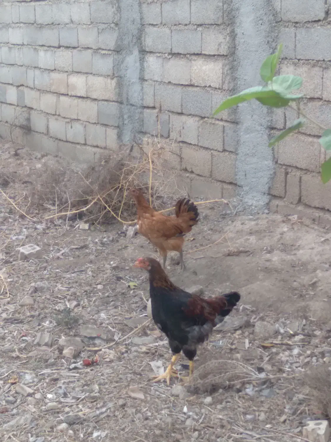 نیمچه مرغ وخروس مرندی لهستانی محلی|حیوانات مزرعه|گنبد کاووس, |دیوار