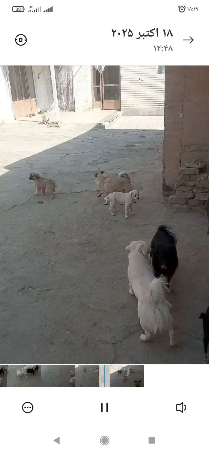 واگذاری سگ|سگ|خمینی‌شهر, |دیوار