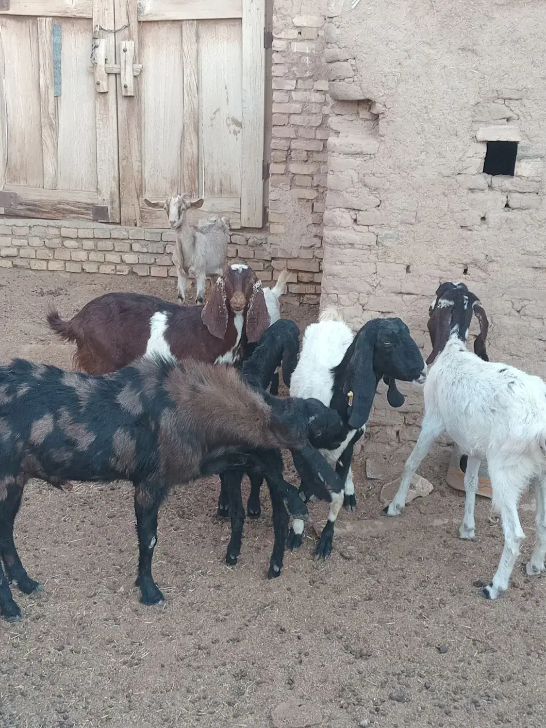 ۷عدد بز وکره ویک عدد چپیش پاکستانی|حیوانات مزرعه|اشکذر, |دیوار