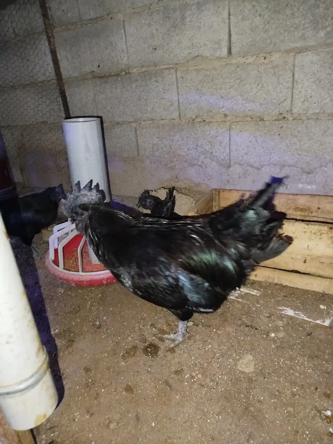 تخم نطفه دار ایام سمانی اصیل اندونزی|حیوانات مزرعه|بابل, |دیوار