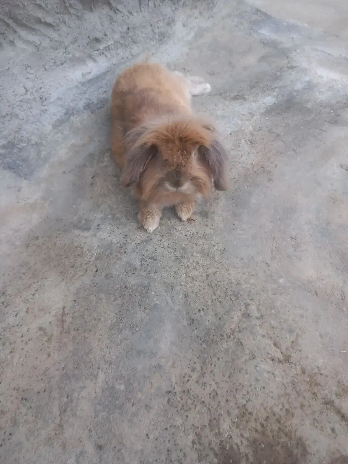 خرگوش لوپ|موش و خرگوش|کنگاور, |دیوار