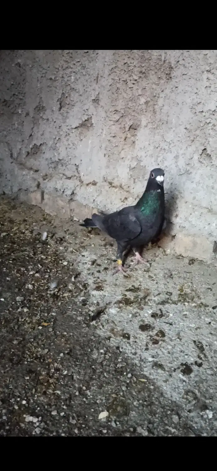 ماده  سیاه ذات کشکی|پرنده|فسا, |دیوار