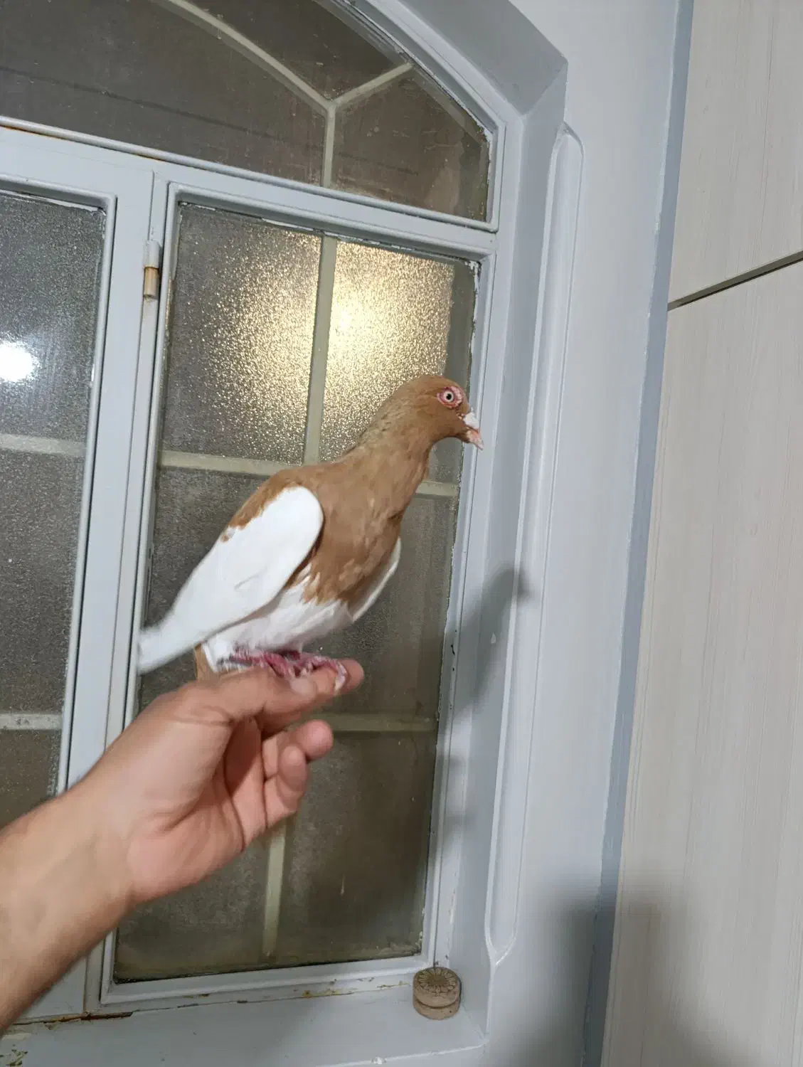 کبوتر یهود|پرنده|شال, |دیوار